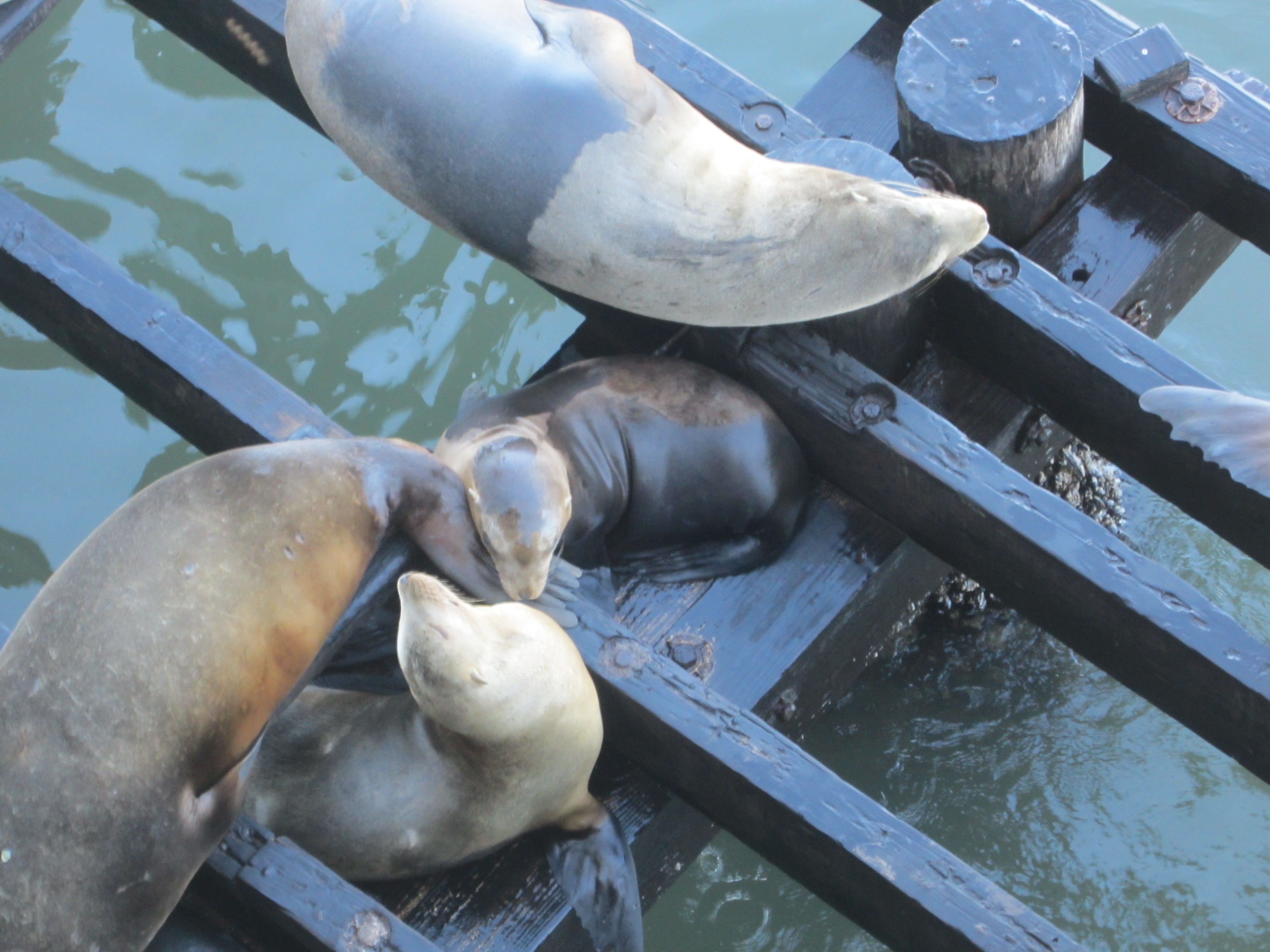 Seals at Santa Cruz Boardwalk